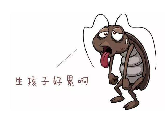 蟑螂药什么牌子好？原来不同牌子差异这么大！