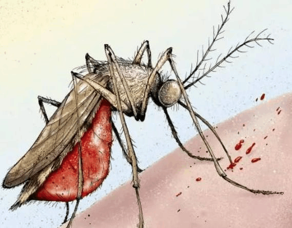 如何防止蚊子滋生?哪些人容易招蚊子?